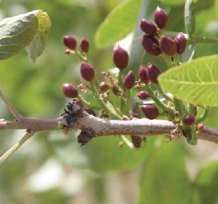 ashnayi4