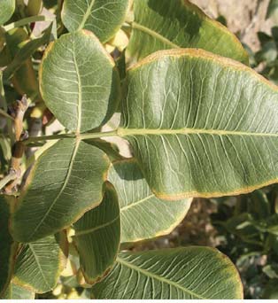 ashnayi7