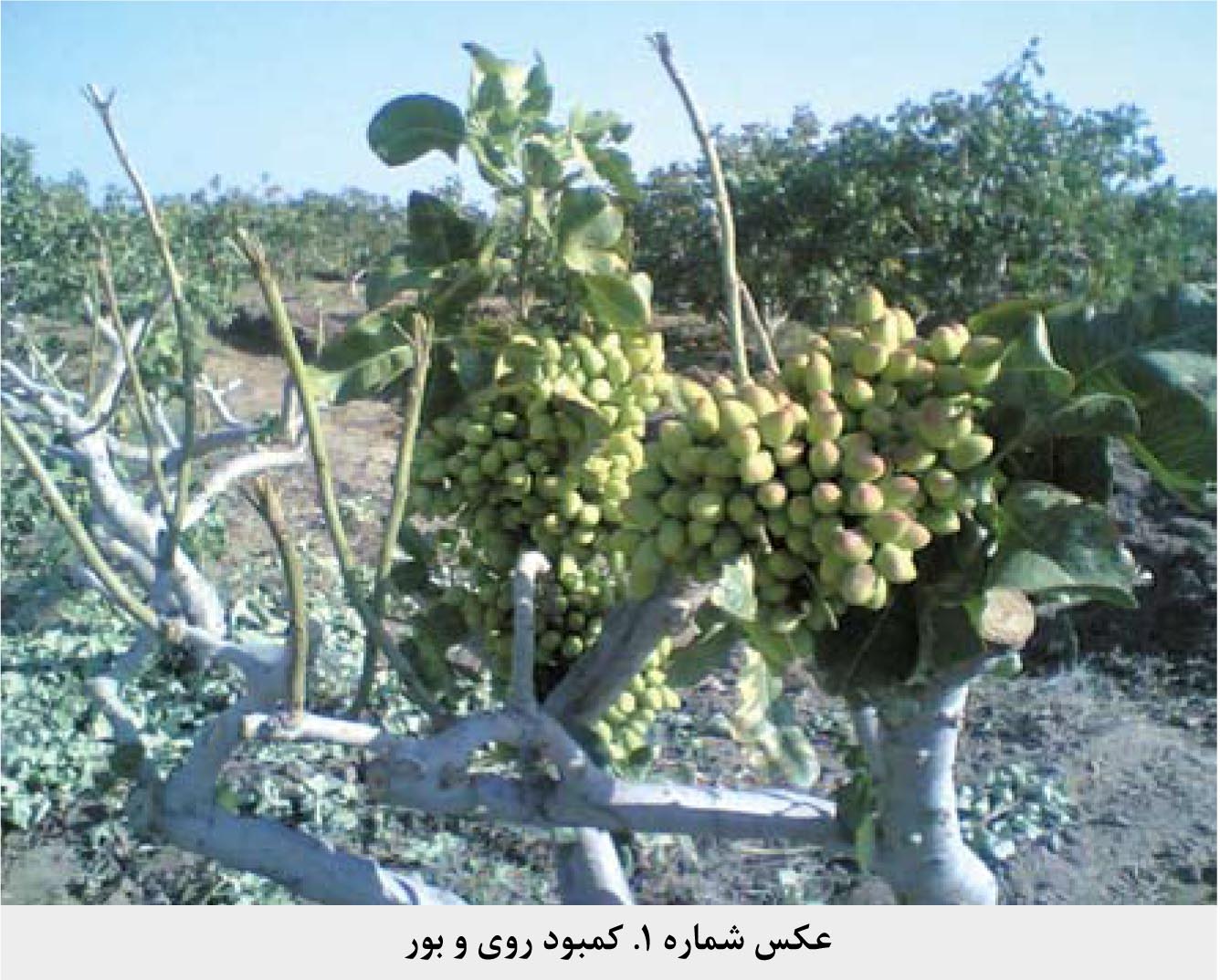 KAMBOD